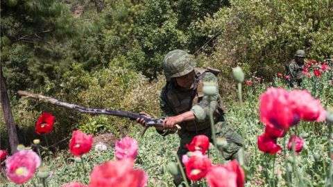 Sembradíos de amapola. Getty