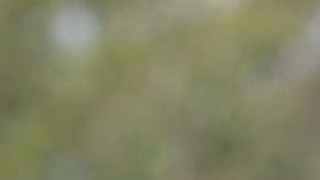 Jonathan Fabbro ya no tiene relación con Lobos BUAP y es oficialmente prófugo de la justicia. (Foto: Imago7/Rodrigo Peña)