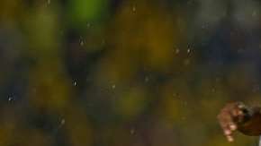 Monterrey recibe a Tigres en la vuelta de la final de la Liga MX