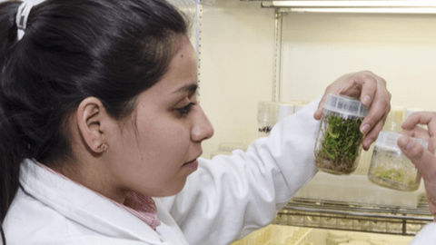 La biopelícula ayudará a la regeneración del tejido epitelial, informó hoy el Consejo Nacional de Ciencia y Tecnología (Conacyt)