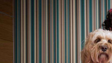 Helena Mueller con su perrita Cockapoo, Lola.