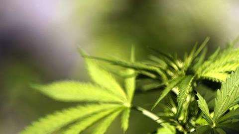 Marihuana