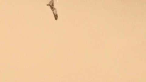 En Casa Michoacán del barrio de Pilsen se dio la bienvenida a un grupo de adultos mayores originarios de Michoacán que participan en el programa Palomas Mensajeras y que se reunieron en Chicago con sus familiares, a los que no habían visto en muchos años.