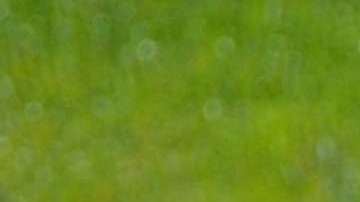 Las madres que tienen varios hijos varones pueden tender a autoatacar el sistema inmune del pequeño.