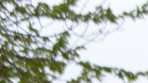 La hondureña Doris Aguirre en una de las manifestaciones en apoyo a los inmigrantes en el centro de Chicago. (Belhú Sanabria / La Raza)