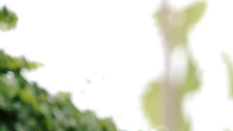 Ana Belena protagoniza la telenovela "Sangre de mi Tierra"