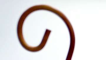 Mediante una prueba de carbono se llegó a esta conclusión.