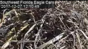 El águila Harriet en su nido.