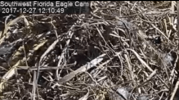 El águila Harriet en su nido.