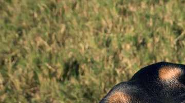 La FDA ha recibido cerca de 68 reportes de perros enfermos relacionadas con las “golosinas de hueso”.