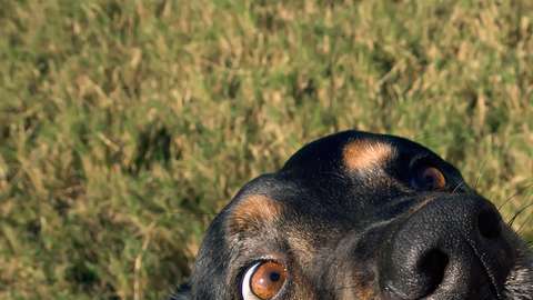 La FDA ha recibido cerca de 68 reportes de perros enfermos relacionadas con las “golosinas de hueso”.