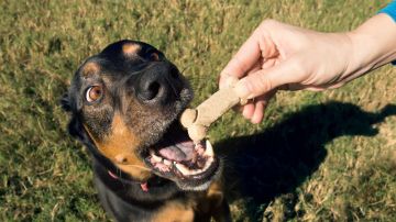 La FDA ha recibido cerca de 68 reportes de perros enfermos relacionadas con las “golosinas de hueso”.