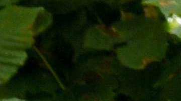 La FIFA encontró culpables a dos exdirigentes del fútbo, sudamericano