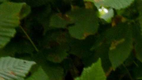 La FIFA encontró culpables a dos exdirigentes del fútbo, sudamericano