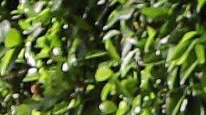 Matt Damon y su esposa Luciana Barroso.