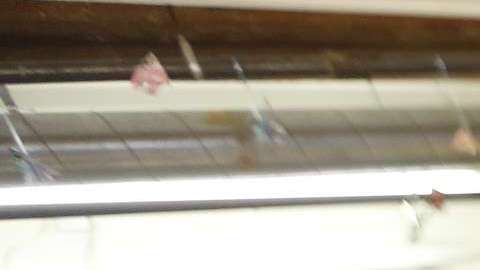 Los "Dreamers" continúan su lucha por permanecer en EEUU.