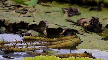 Maravilla natural de lirios brota en río en Paraguay para deleite turístico