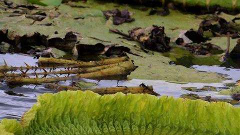Maravilla natural de lirios brota en río en Paraguay para deleite turístico