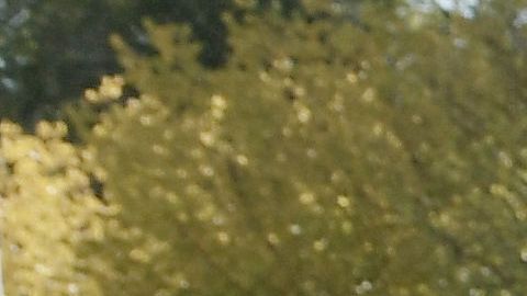 Miles de salvadoreños estarán en peligro de deportación tras la decisión del gobierno del presidente Donald Trump de cancelar su Estatus de Protección Temporal (TPS).