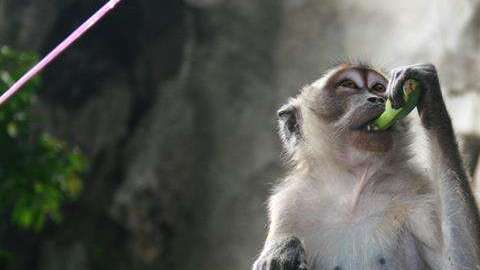 Clonan a dos primates con la misma técnica con la que se creó la oveja Dolly.