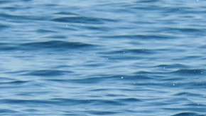 Los delfines suelen derrotar y comer a los pulpos.