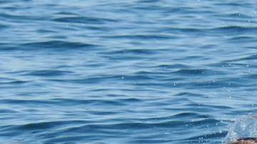 Los delfines suelen derrotar y comer a los pulpos.