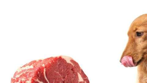 Los investigadores no encontraron evidencia científica sobre los supuestos beneficios de darle a tu mascota carne cruda.