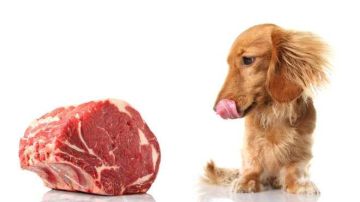 Los investigadores no encontraron evidencia científica sobre los supuestos beneficios de darle a tu mascota carne cruda.