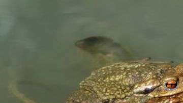 Los sapos son uno de los 7,000 anfibios en peligro de extinción según la Unión Internacional para la Conservación de la Naturaleza (UICN).