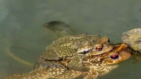 Los sapos son uno de los 7,000 anfibios en peligro de extinción según la Unión Internacional para la Conservación de la Naturaleza (UICN).