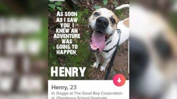 Henry es uno de los perros que no encuentra familia y que más tiempo lleva en el refugio.