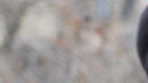 Columba Montes, originaria de Tlaxcala, ha ganado por tercer año el premio Atleta del Año. (Javier Quiroz / La Raza)