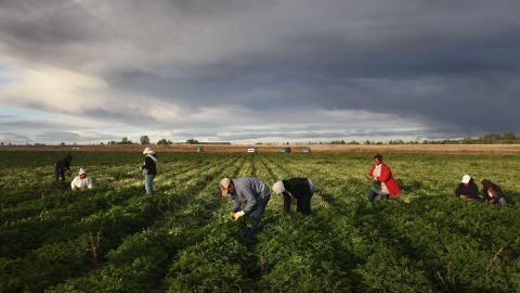 Los trabajadores indocumentados ya comenzaron a faltar en las granjas.