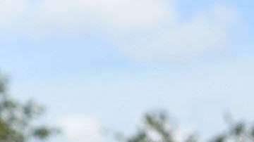 Los haitianos protestan ante la cancelación de su Estatus de Protección Temporal.  Getty Images