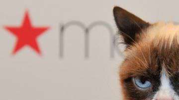 La gata se volvió popular por el gesto distintivo con el que nació. / Getty