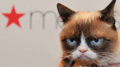 La gata se volvió popular por el gesto distintivo con el que nació. / Getty