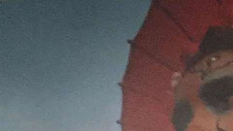 Andrés Cantor ya se alista para volver a narrar una Copa del Mundo para la televisión hispana en Estados Unidos.