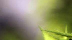 Marihuana