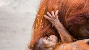 orangután