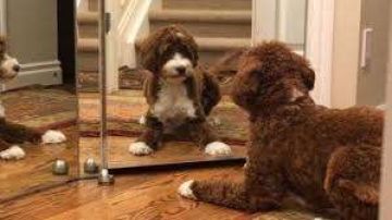 Reacción de un perro al verse en un espejo por primera vez.