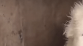 Los cachorros fueron las estrellas del anuncio.