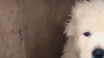 Los cachorros fueron las estrellas del anuncio.