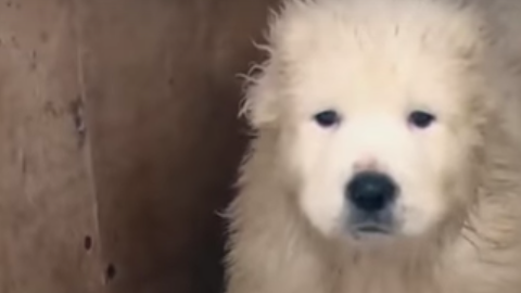 Los cachorros fueron las estrellas del anuncio.