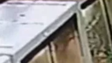 Dos supuestos ladrones roban dos serpientes de una tienda de mascotas, en Phoenix, Arizona.