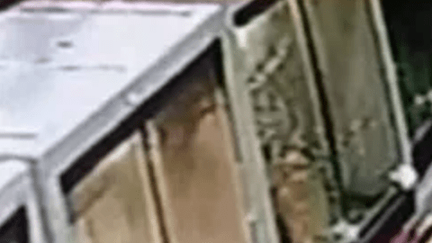 Dos supuestos ladrones roban dos serpientes de una tienda de mascotas, en Phoenix, Arizona.