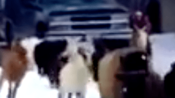 Screen Shot 2018-01-26 at 8.20.15 PM