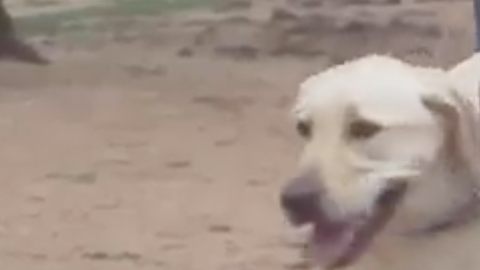 Una iniciativa pide ayuda para financiar la comida de las mascotas.