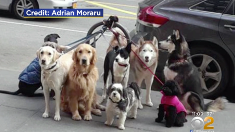 Perros abandonados en el Upper West Side.