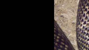 La reacción de la serpiente responde a que se siente incómoda.