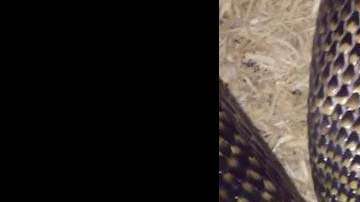 La reacción de la serpiente responde a que se siente incómoda.